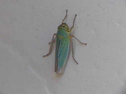 Cicadella viridis